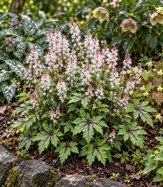 Tiarella ‘Sugar and Spice’